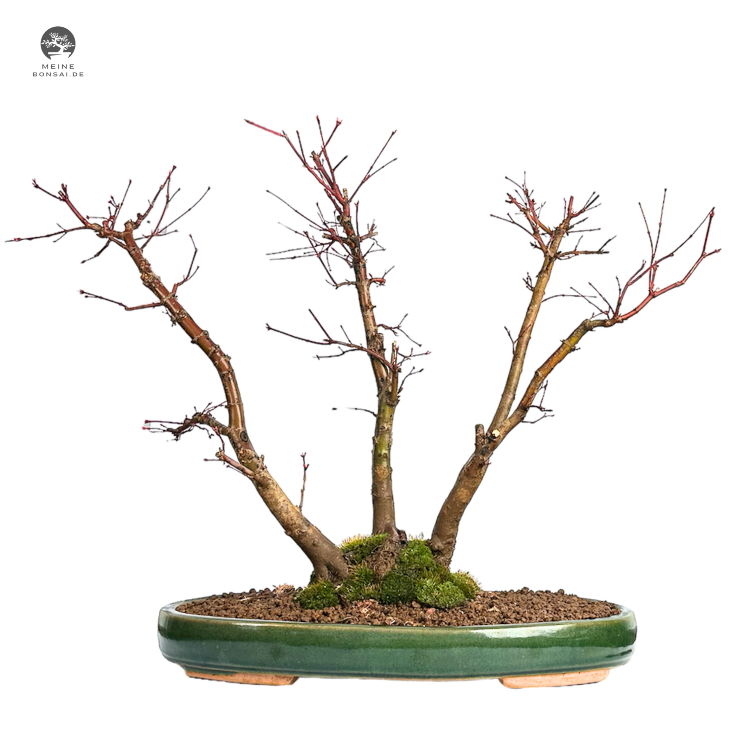 Jap. Fächerahorn Gruppenbonsai - Deshojo bonsai wald - (Deshojo forest) (CA-0024)