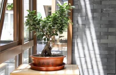 So sollten Sie einen Bonsai Baum pflegen