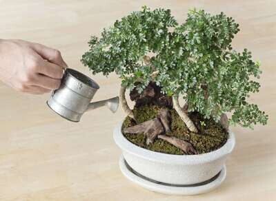 Wie oft muss man einen Bonsai gießen?
