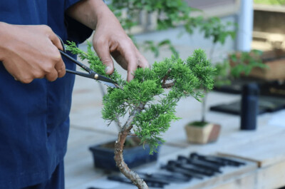 Bonsai schneiden