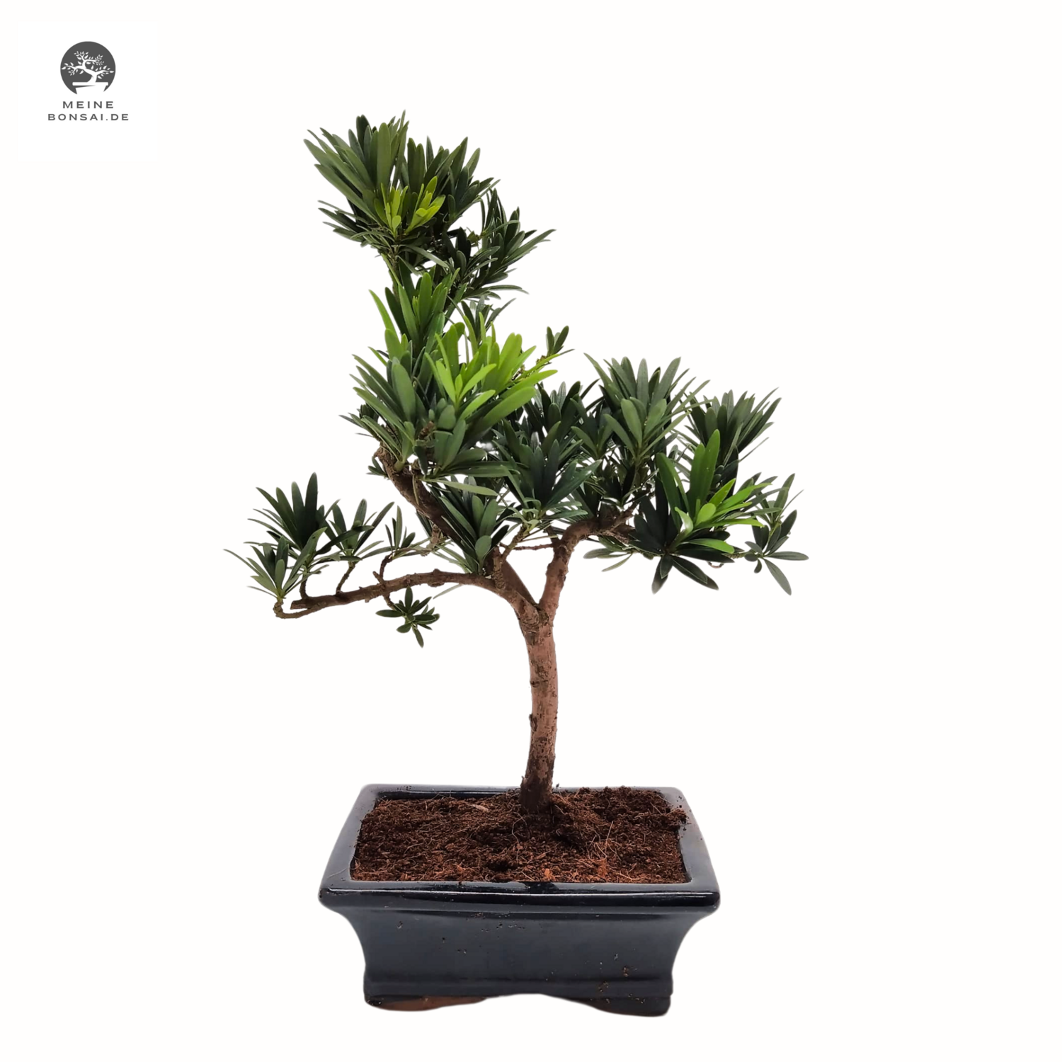 Podocarpus Bonsai Buddhistische Kiefer bonsai  P15 S
