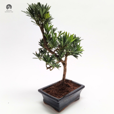 Podocarpus Bonsai Buddhistische Kiefer bonsai  P15 S