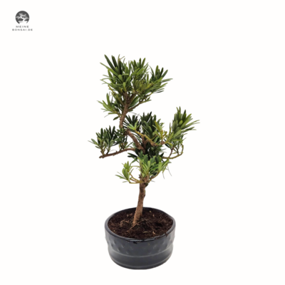 Podocarpus Bonsai  P12