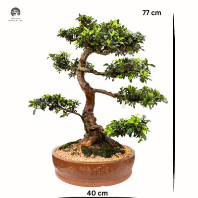Japanische Satsuki Azalia “Kaho”