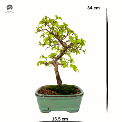 Koreanische Hainbuche (Hornbeam) Carpinus P15.5