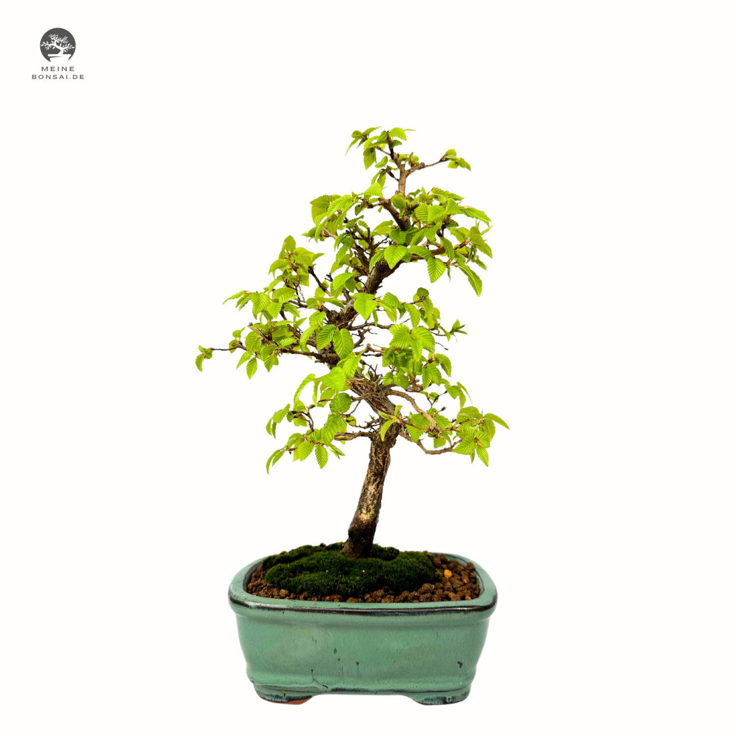 Koreanische Hainbuche (Hornbeam) Carpinus P15.5