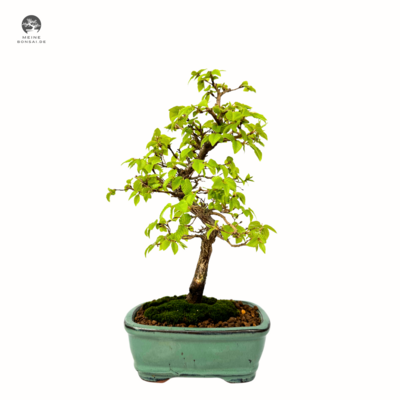 Koreanische Hainbuche (Hornbeam) Carpinus P15.5