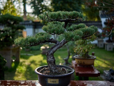 Bonsai Bedeutung und Geschichte