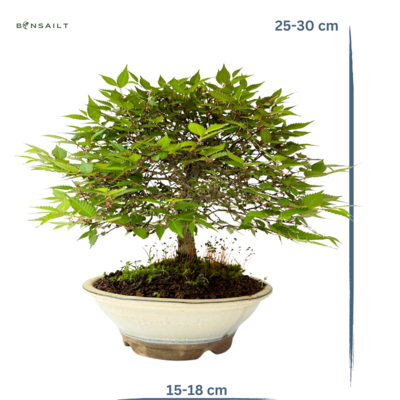 Zelkove Serrata Japanische Ulme Bonsai P20