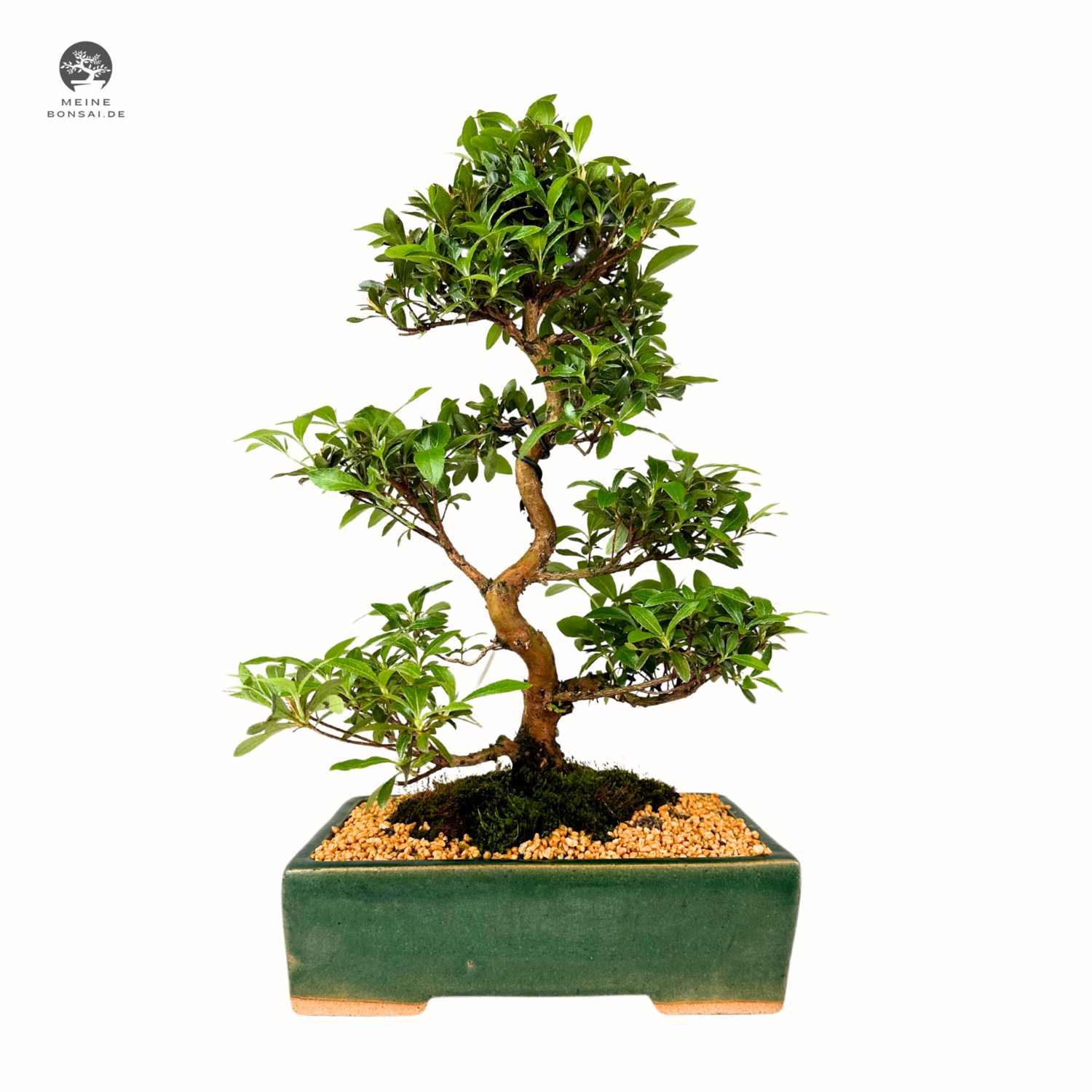 Japanische Satsuki Azalea “Hanabin”