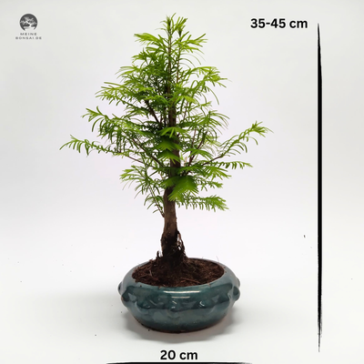 Metasequoia Bonsai  20 cm topf