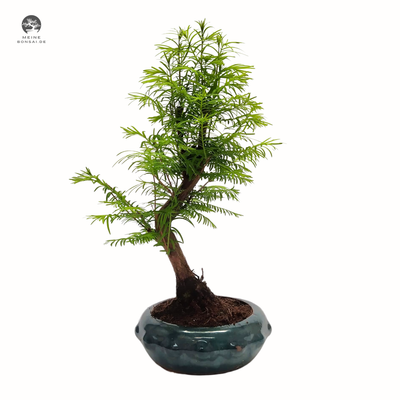 Metasequoia Bonsai  20 cm topf