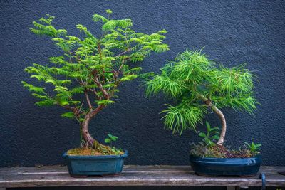 Bonsai Baum Preis