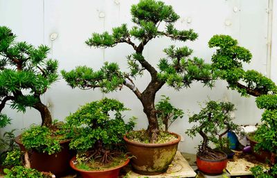 Einen Bonsai Wald anlegen: So geht es