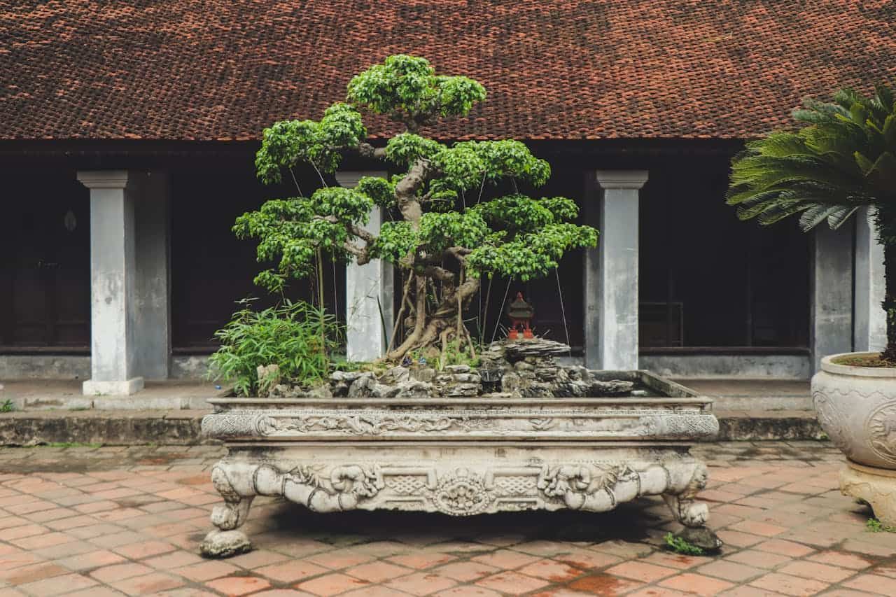 Die ltesten Bonsai der Welt