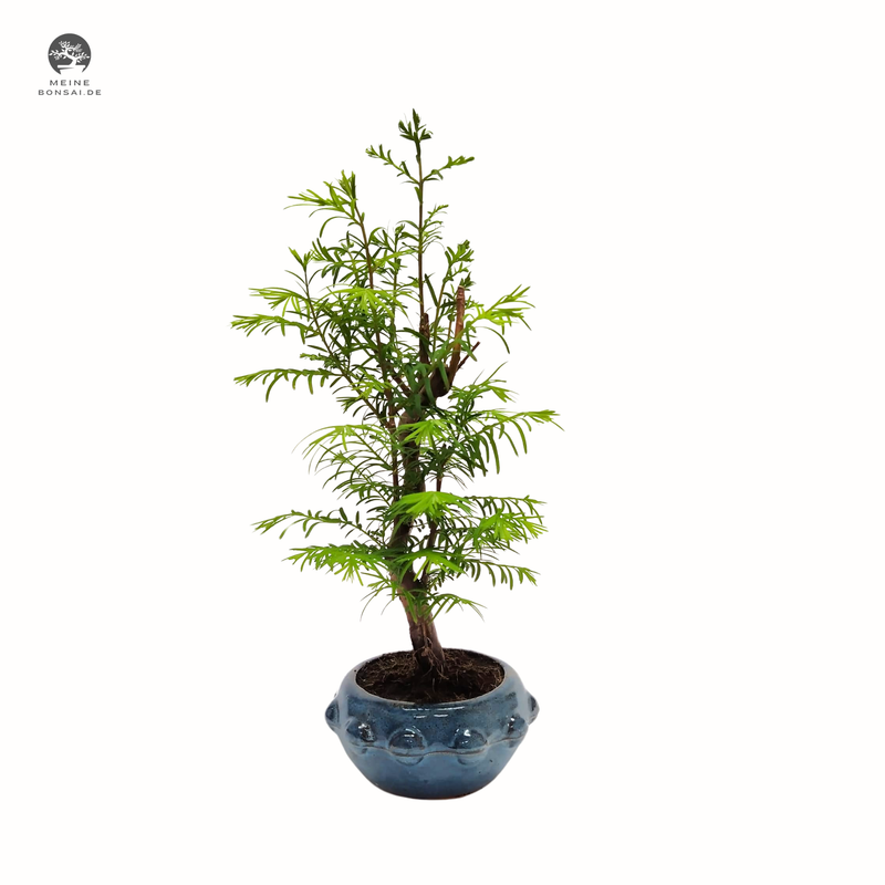 Metasequoia Bonsai  13cm topf