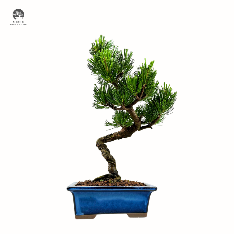 Japan Weißer Kiefer Bonsai Pinus P16