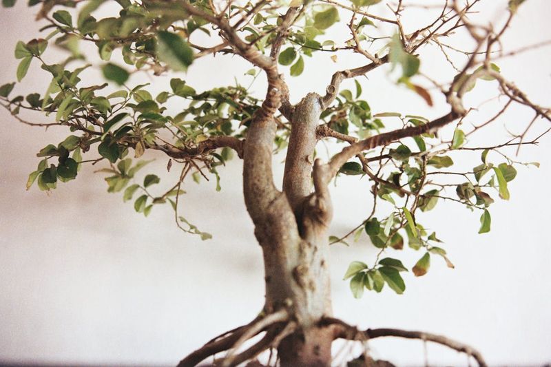 Bonsai verliert Bltter: Was tun?