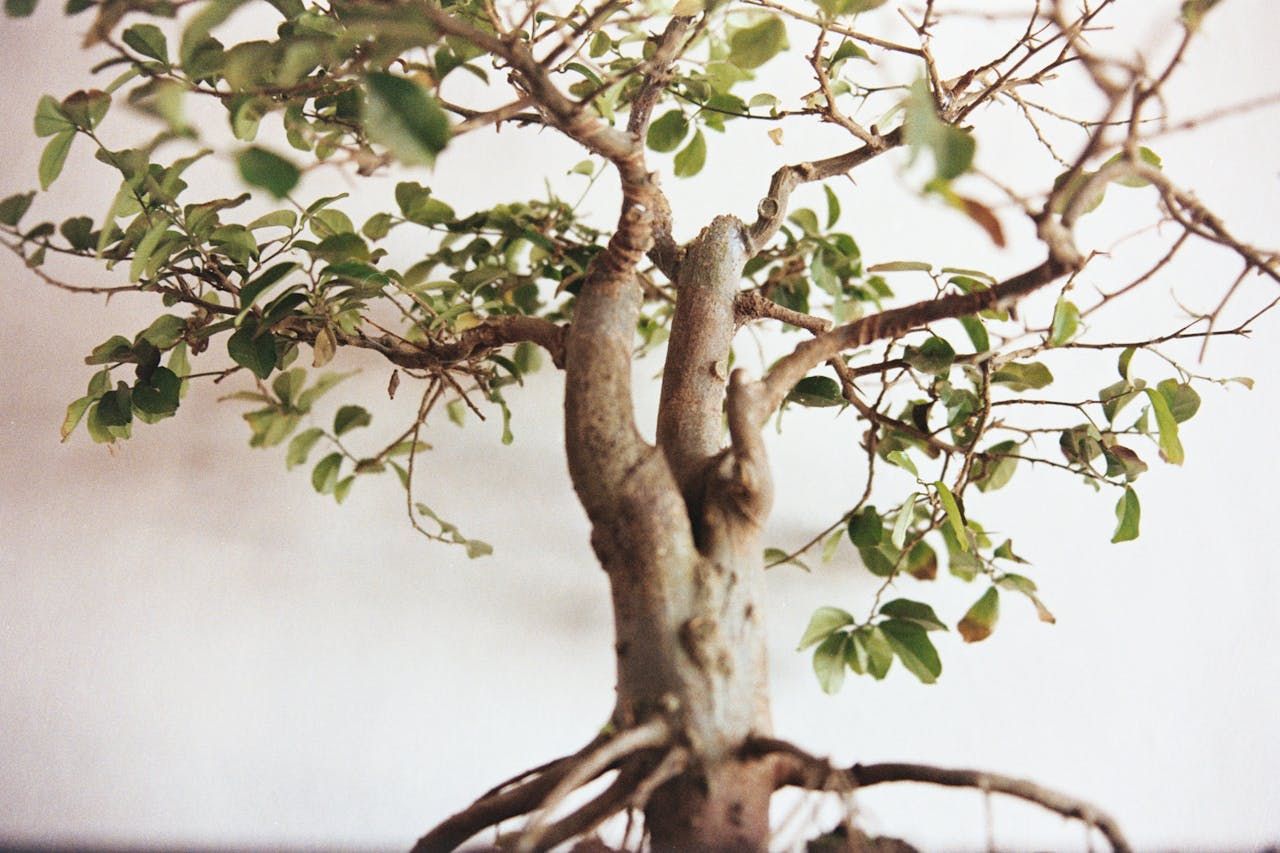 Bonsai verliert Bltter: Was tun?