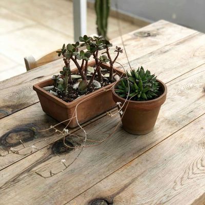 Bonsai Schädlinge und Krankheiten