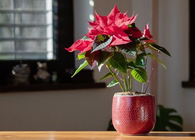 Dekorative Pflanzen für zu Hause