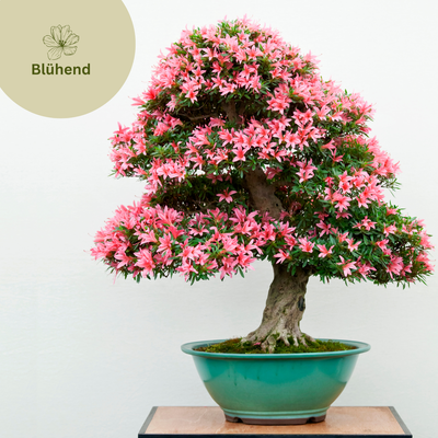 Blühend