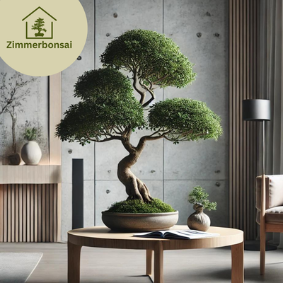 Zimmerbonsai