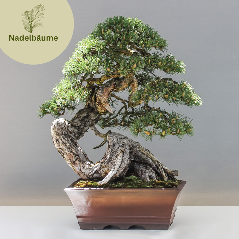 gibt es bonsai parkett Pseudolarix main image 0