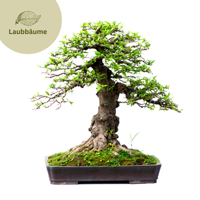 Laubbäume