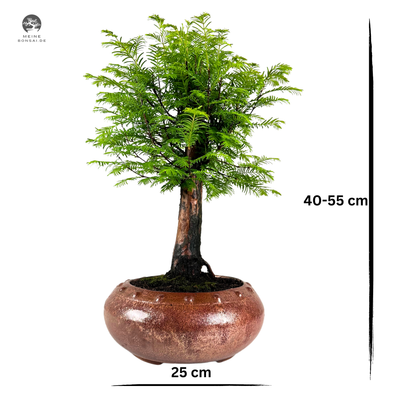 Metasequoia Bonsai  25 cm topf