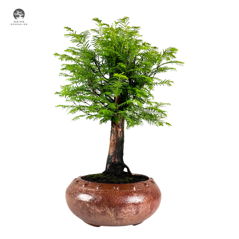 Metasequoia Bonsai  25 cm topf