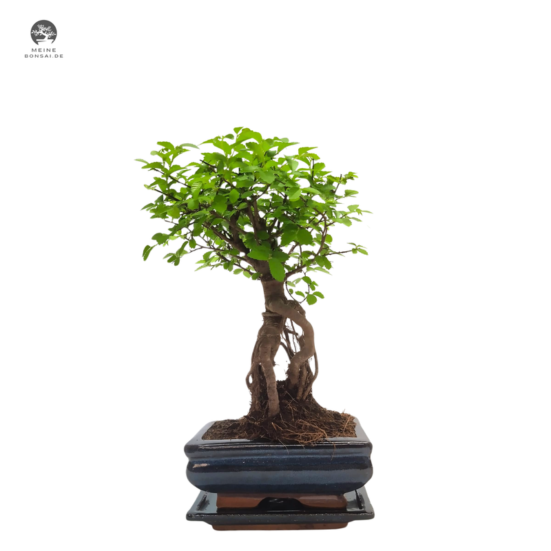 Chinesische Ulmus parvifolia Bonsai P15