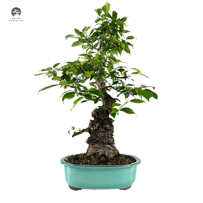 Japanische Winterbeere - Ilex Serrata Bonsai baum P26