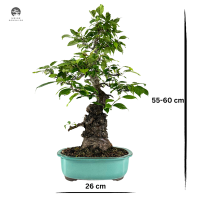 Japanische Winterbeere - Ilex Serrata Bonsai baum P26