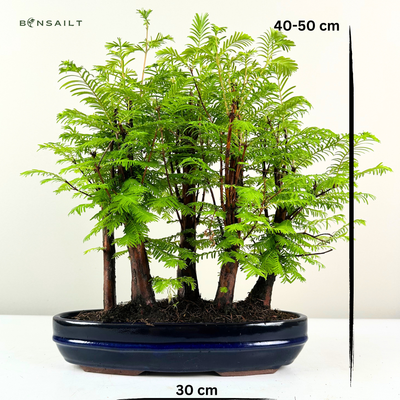 Metasequoia Bonsai Wald 30cm topf