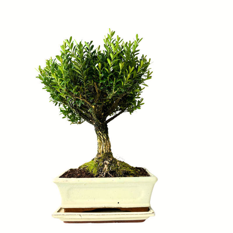 Buchsbaum bonsai P20 / Boxwood