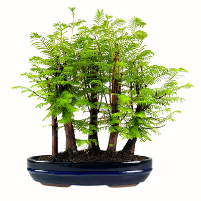 Metasequoia Bonsai Wald 30cm topf