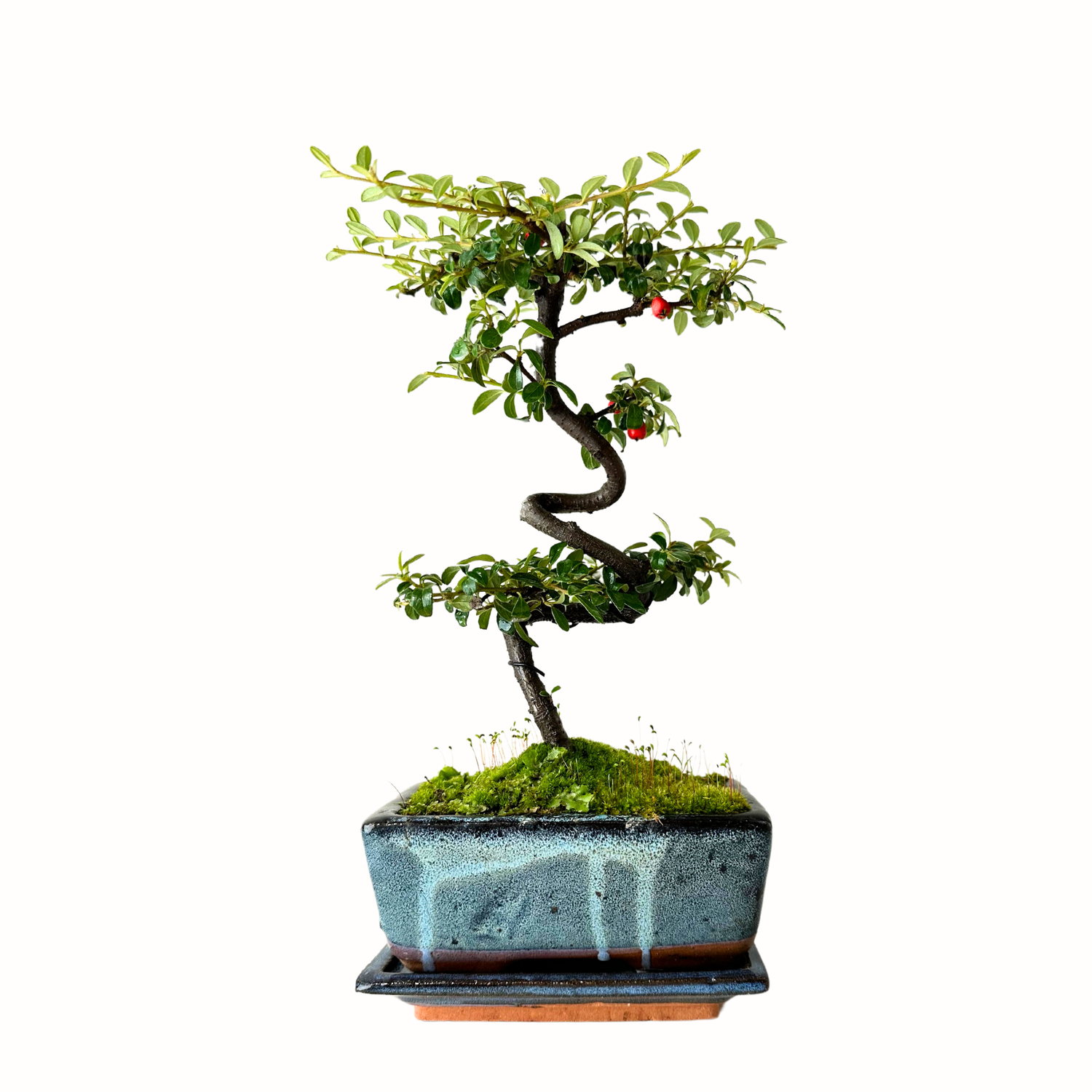 Zwergmispel bonsai P20 / Cotoneaster