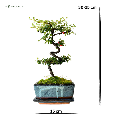 Zwergmispel bonsai P20 / Cotoneaster