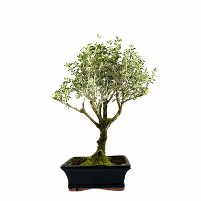 Bonsai Serissa phoetica variegata, buntlaubiger Junischnee P15