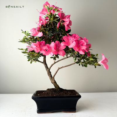 Rhododendron bonsai Azalee - Rhododendron indicum P15