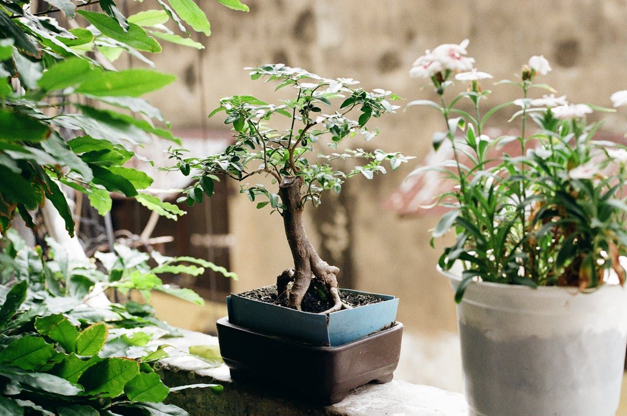 Bonsai selber ziehen  Anleitung und Tipps
