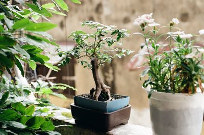 Bonsai selber ziehen