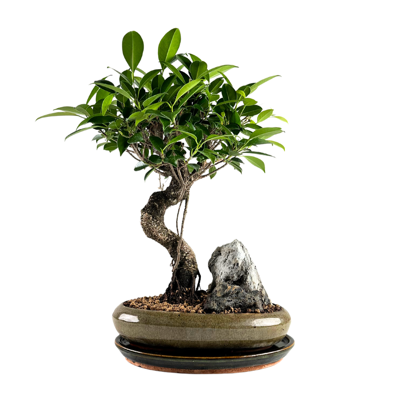 Ficus Bonsai P24 S  mit Felsen