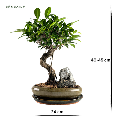 Ficus Bonsai P24 S  mit Felsen