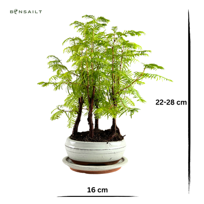 Metasequoia Bonsai Wald 16cm topf