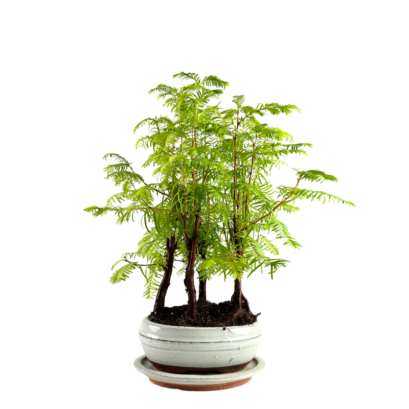 Metasequoia Bonsai Wald 16cm topf
