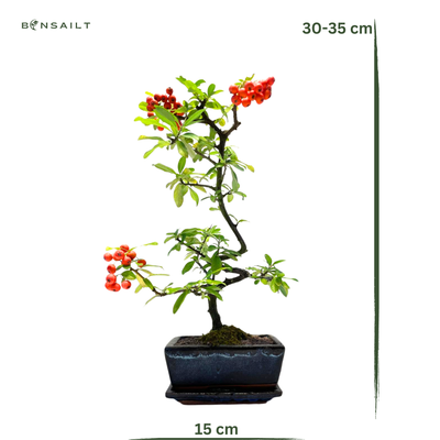 Feuerdorn (pyracantha) Bonsai P15 S