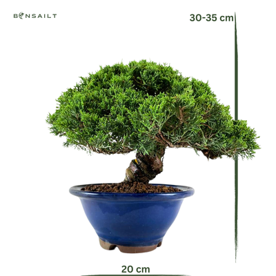Wacholder bonsai - Juniper Chinesis Itoigawa aus Japan P20