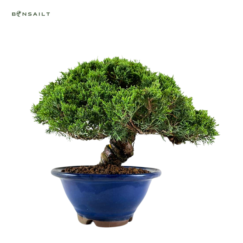 Wacholder bonsai - Juniper Chinesis Itoigawa aus Japan P20